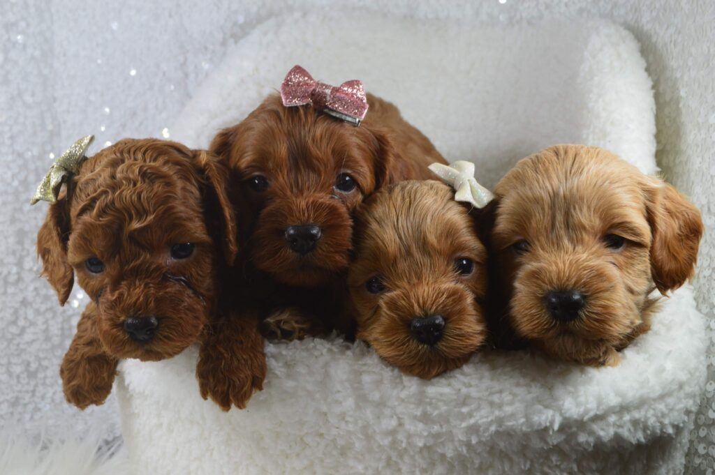 Teacup cavapoo hot sale breeder